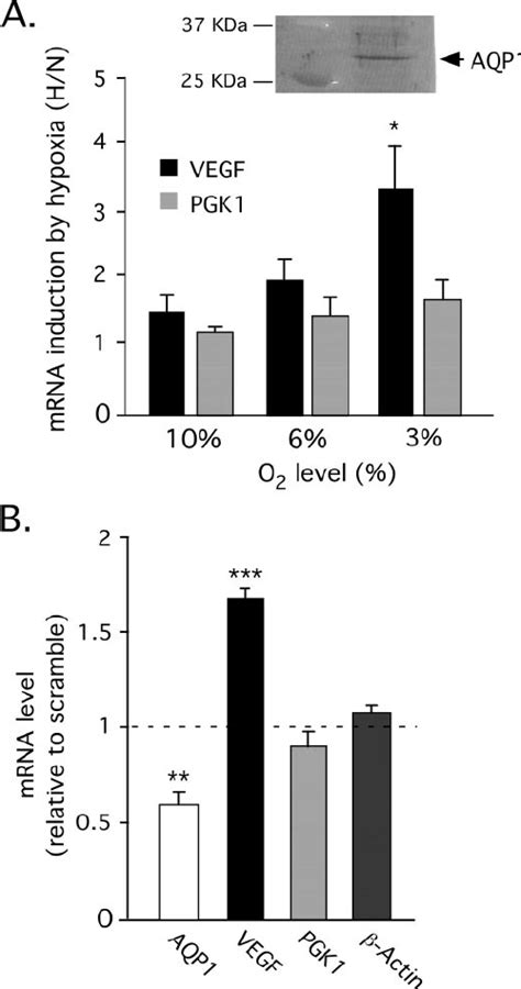 Pimonidazole staining of hypoxic PC12 cell clones. A , micropho ...