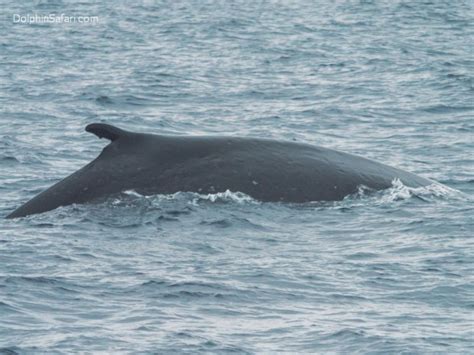 Did a rare hybrid blue-fin whale show up off California coast?