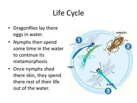 dragonfly life cycle - DriverLayer Search Engine