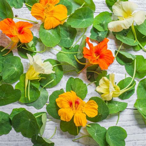 Edible Nasturtium Leaves and Flowers