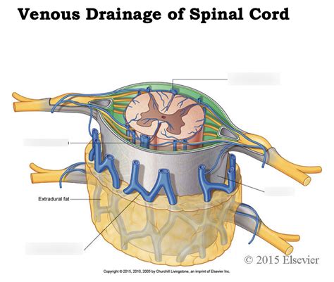 Venous drainage of spinal cord Diagram | Quizlet