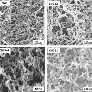 SEM images of pristine cellulose nanocrystals (CNCs) and CNCs... | Download Scientific Diagram