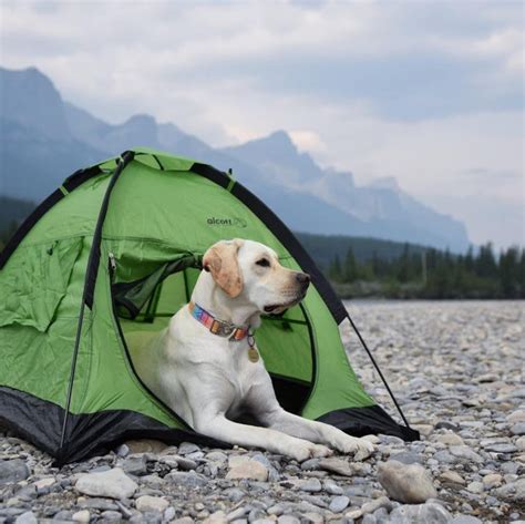 Top 10 Pet Friendly Campgrounds Across America - La Mesa Blog