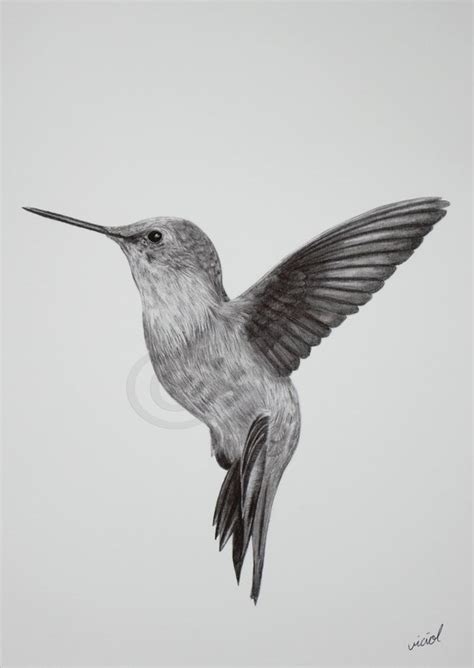 Hummingbird In Flight Drawing