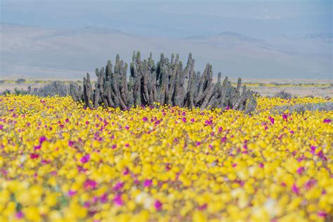 Secret behind spectacular blooms in world’s driest desert is invisible to human eyes - Science ...