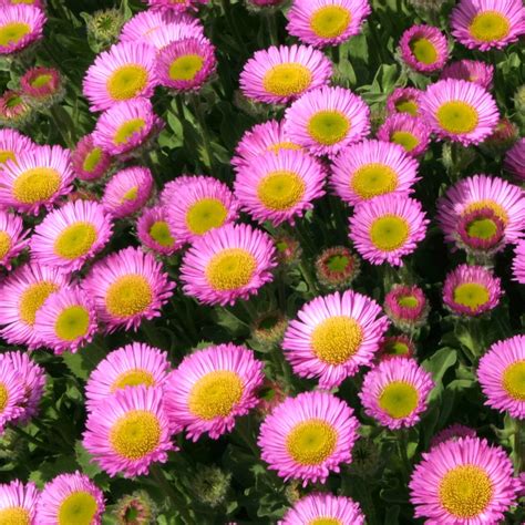 Erigeron Seabreeze | Plants for Sale | Free UK Delivery Over £50