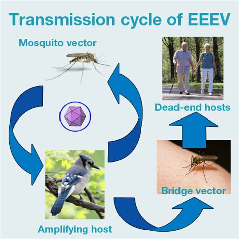 Eastern Equine Encephalitis (EEE) | HealthUnit Haldimand-Norfolk