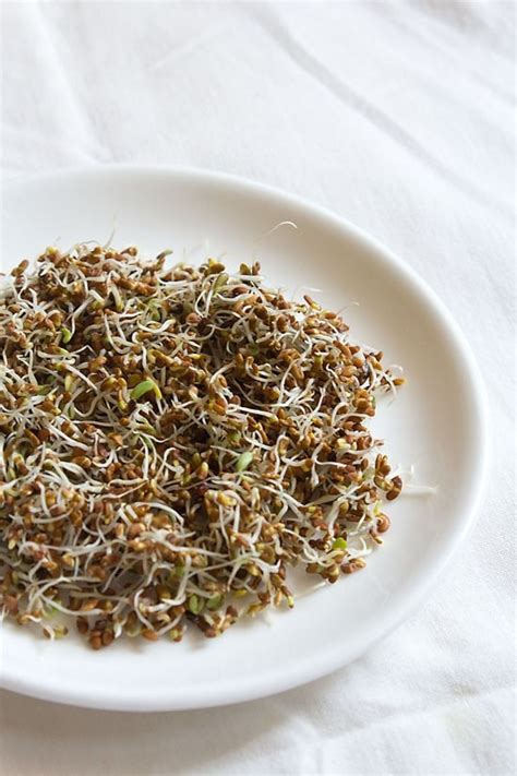 how to make alfalfa sprouts at home, making alfalfa sprouts easily