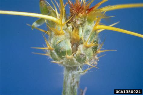 Starthistle/Chapter 2: Biology of Yellow Starthistle Biocontrol Agents ...