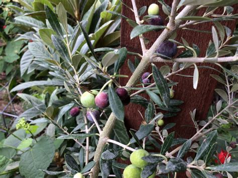 Arbequina Olive Tree - Texas Hill Country Garden