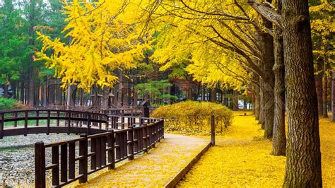 Autumn with ginkgo tree in Nami Island, ... | Stock image | Colourbox