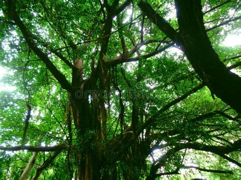 TREE SHADOW Green Dark Nature Forest Stock Photo - Image of tree ...