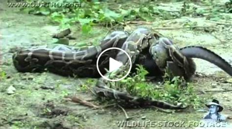 Anaconda vs Crocodile - PAPWildLife