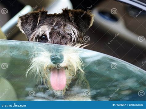 Danger Puppy Dog Panting in Hot Car Overheating in Summer Stock Image ...