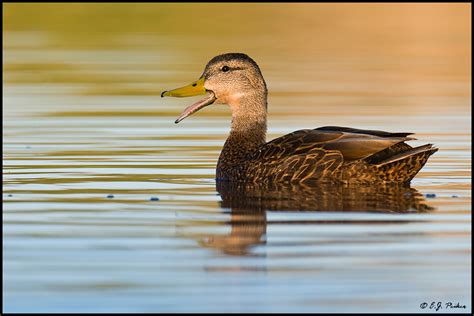 Mexican Duck Page