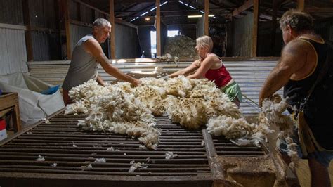 Wool scour's resurrection could save the industry, from fibre to fabric ...