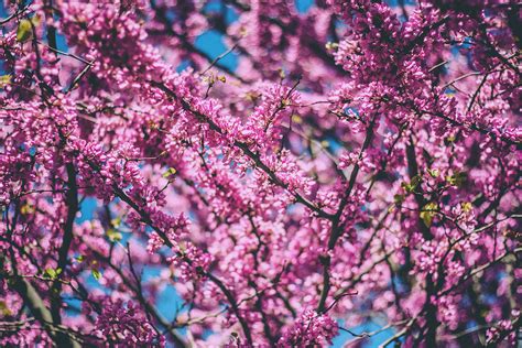 Free Images : tree, branch, leaf, flower, spring, produce, blooming, flora, season, cherry ...