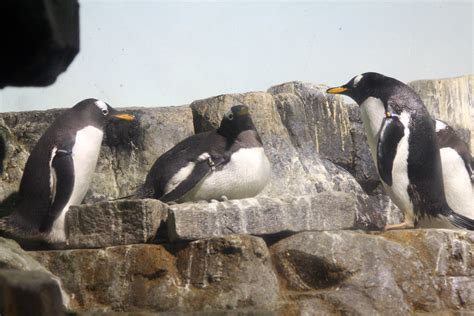 Penguins at the Central Park Zoo | Gentoo penguins. | rollingbrass | Flickr