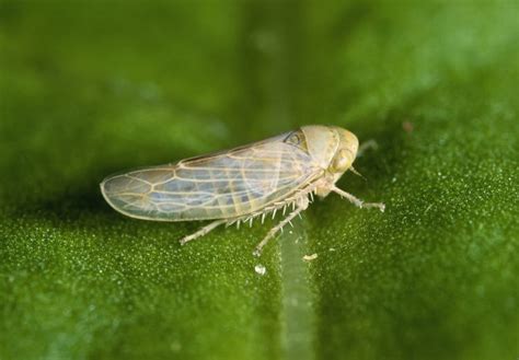 How to Get Rid of Leafhoppers