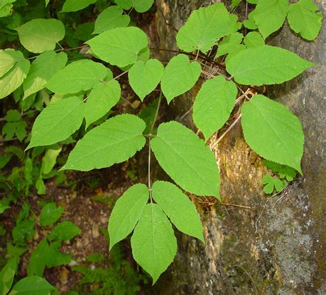 Aralia racemosa (American spikenard): Go Botany