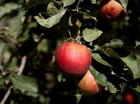 Apple orchards near me: Where to get apples around Indianapolis