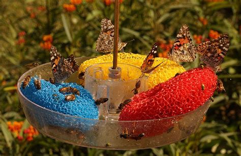 Hummingbird Feeders for Butterflies and Bees | Humming bird feeders, Bee hummingbird, Hummingbird