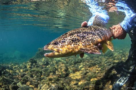 UNDERWATER TROUT ARGENTINA – Bryan Gregson Photography