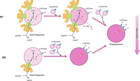 Phagosome maturation in polarized macrophages - Canton - 2014 - Journal of Leukocyte Biology ...