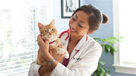 Cat Care: All You Need To Know About It In 2020