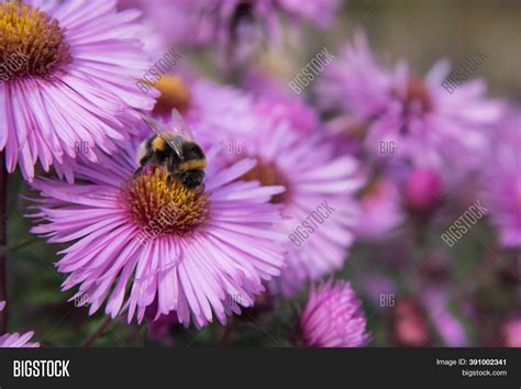 Autumn Asters. Flowers Image & Photo (Free Trial) | Bigstock