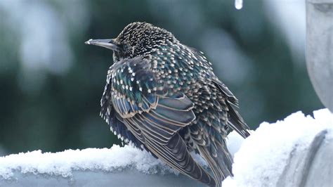 The 10 Most Common Winter Birds in North America - Birding World