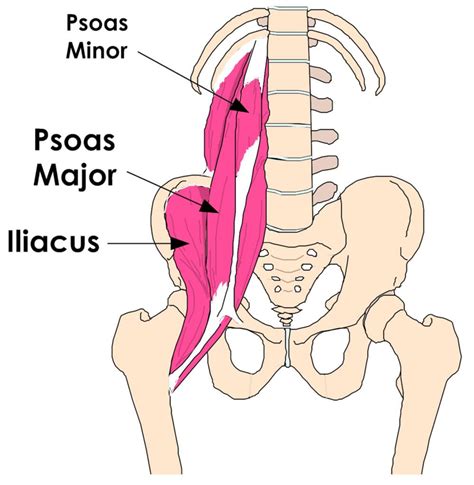 Tight Hip Flexors Can Cause Lower Back Pain, Knee Pain and Foot Pain - NETA, National Exercise ...