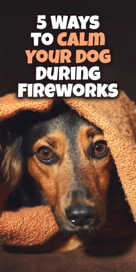 5 Ways to Calm Your Dog During Fireworks - The Dogington Post