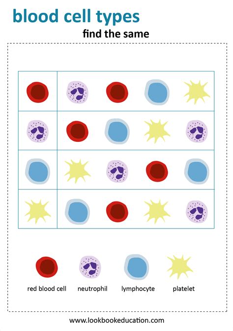 96 best ideas for coloring | Blood Cells Worksheet