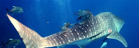 Research of Whale Shark Reproduction - Wetzone Divers, Tauchcenter in Khao Lak, Thailand