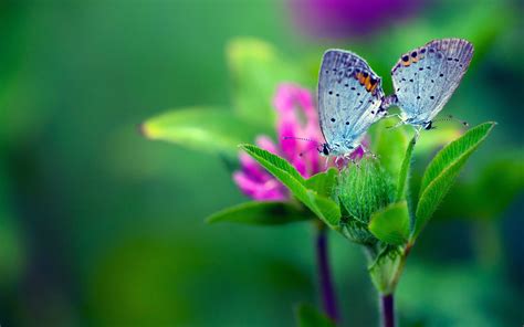 Desktop Wallpaper 4k Butterfly Wallpaper Butterfly 4k Hd Flower Ultra Nature Wallpapers Colorful ...