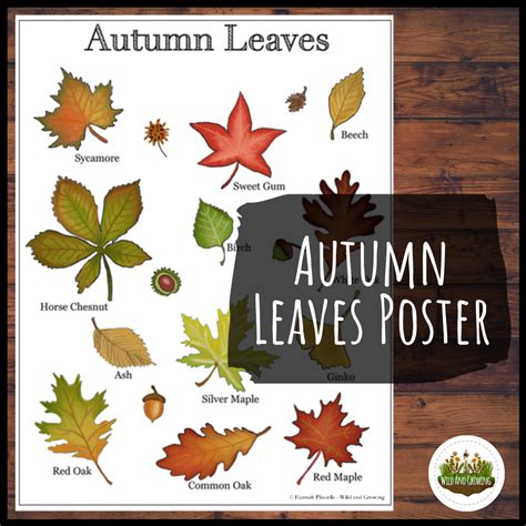 Identifying Fall Leaves