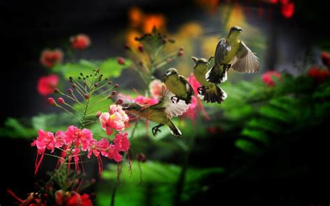 HD Beautiful Hummingbirds Wallpaper | Download Free - 109494