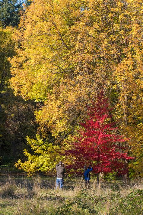 Seattle Fall Colors - Equal Motion