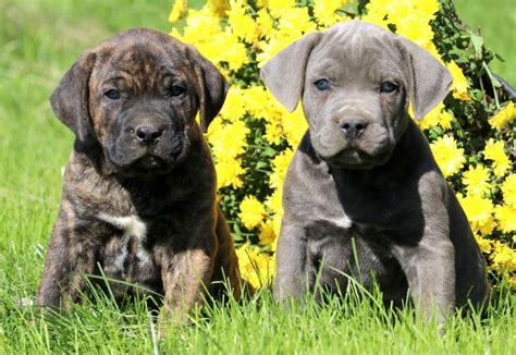 Cane Corso Puppies for Sale - Keystone Puppies