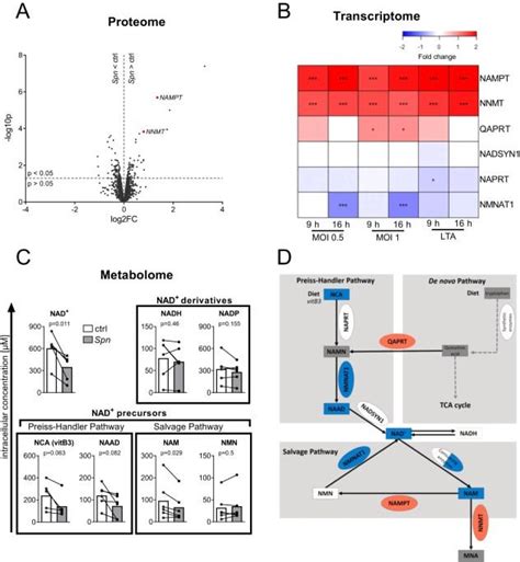 NAD+ metabolism is a key modulator of bacterial respiratory epithelial ...