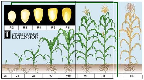 Maize Biology – ICAR-Indian Institute of Maize Research