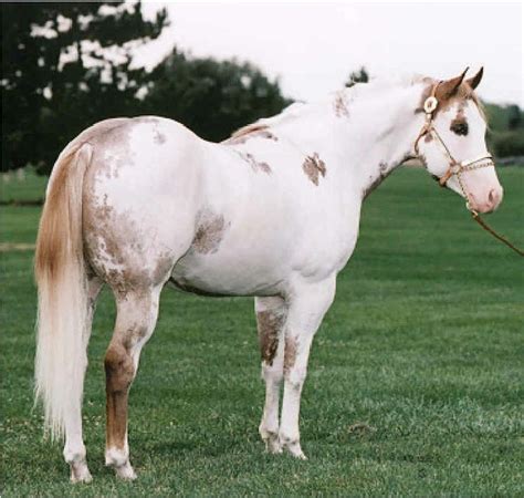 gorgeous Paint Quarter Horse stallion !! | Beautiful horses, Horses ...