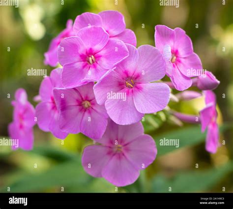 Phlox- flox flowers with beautiful pink petals Stock Photo - Alamy