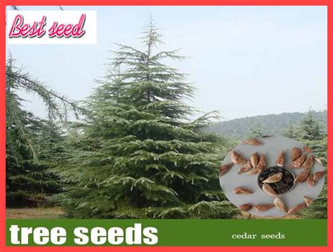 10 Pieces Woody Perennial Evergreen Cedar Seeds, Cedar Pine Tree Seeds for Home & Garden by ...