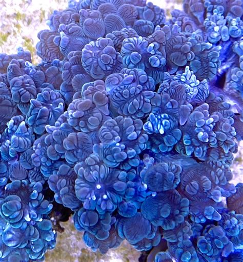 Plerogyra diabolotus, the Devil’s Bubble Coral in our Reef Tank! | Reef Builders | The Reef and ...