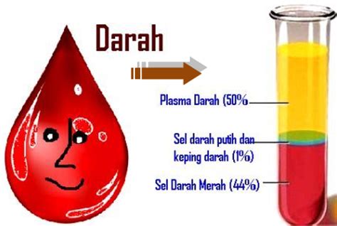 pelajaran kelas IPA: Pengertian, Fungsi, dan Kandungan Plasma Darah