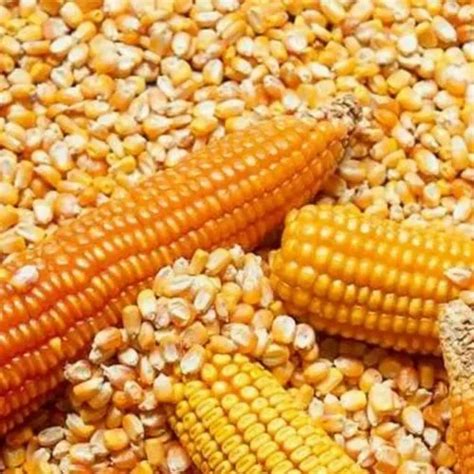 Organic Corn at Rs 16.5/kg | Maize in Guntur | ID: 2850193457391