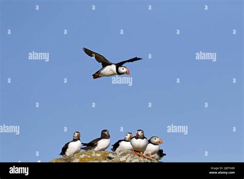 Puffin in flight Stock Photo - Alamy