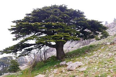 Cedar of Lebanon (BiblePlaces.com)